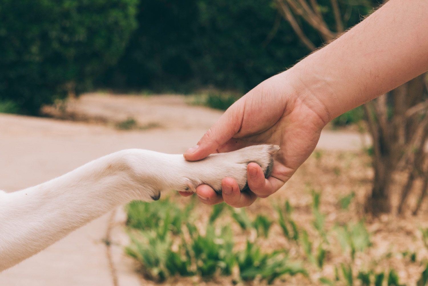 A person's hand holding a dog's paw