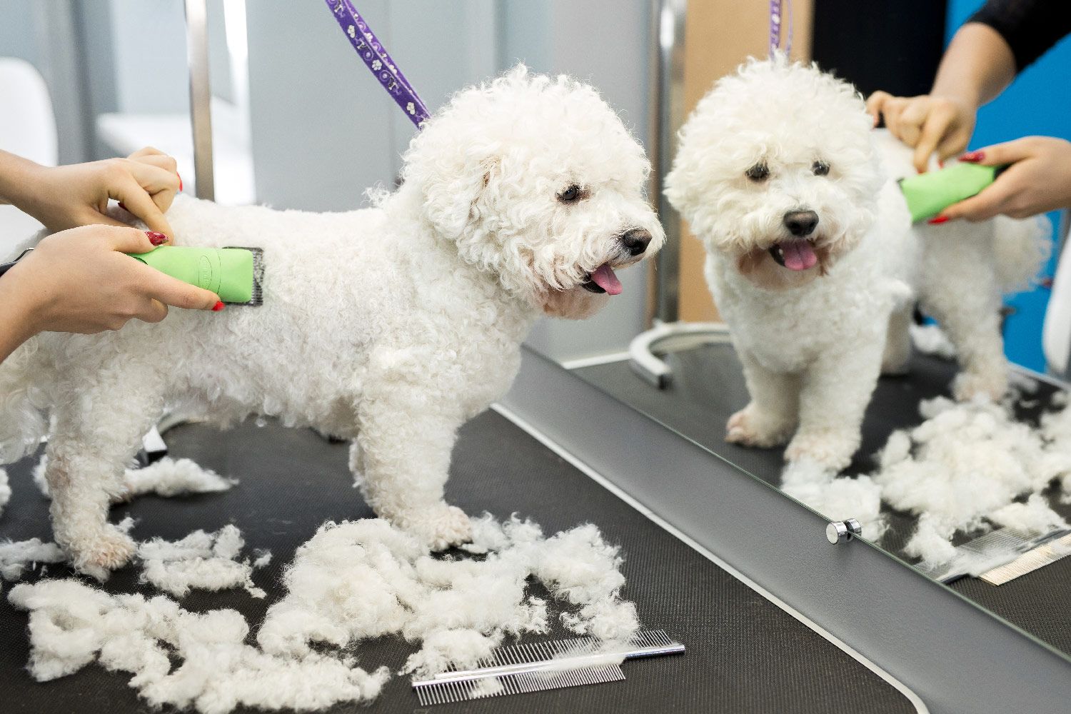 a dog being groomed