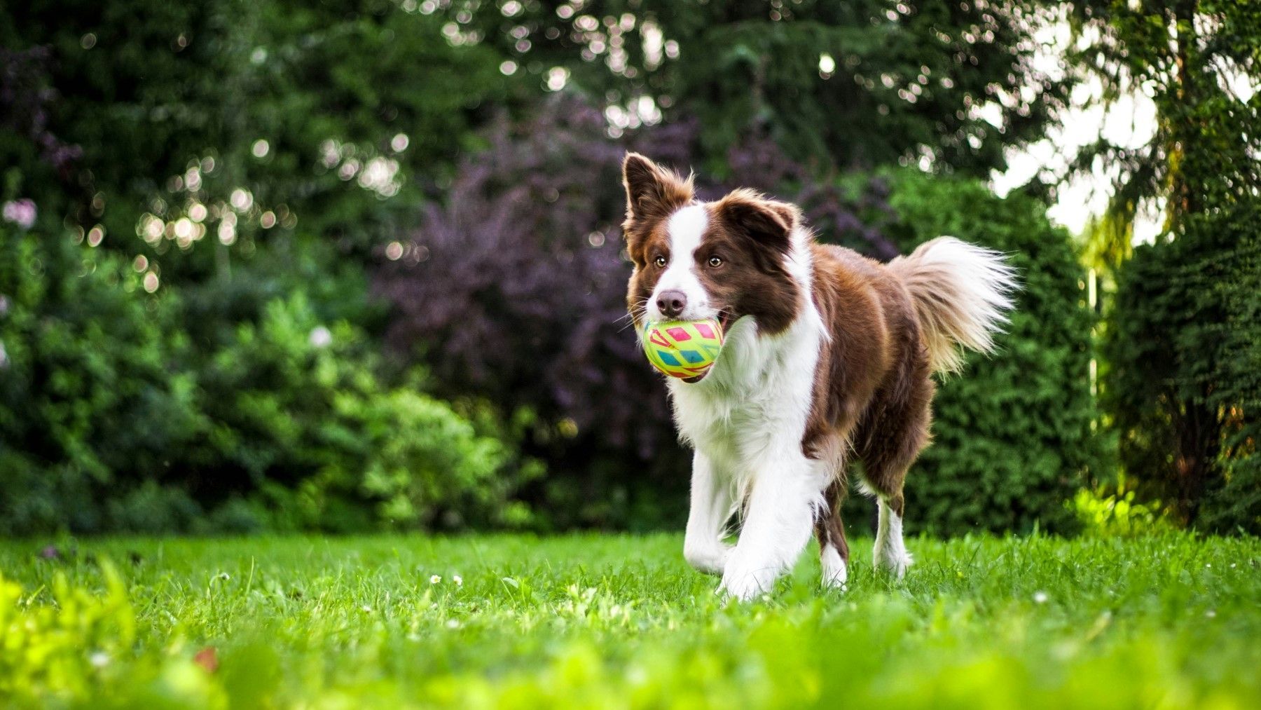 A dog running through a field holding a ball