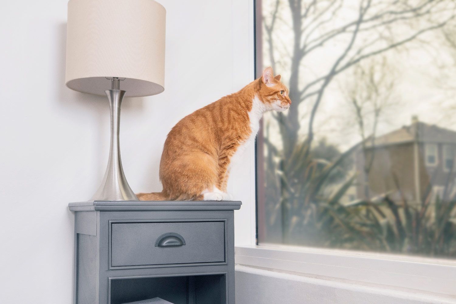 A cat sits on an end table looking out the window