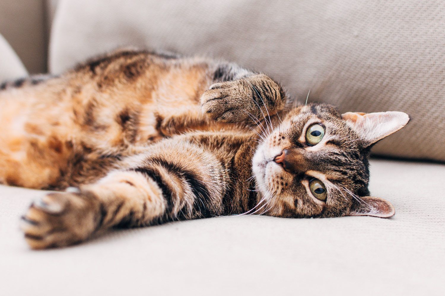 A cat laying on it's back