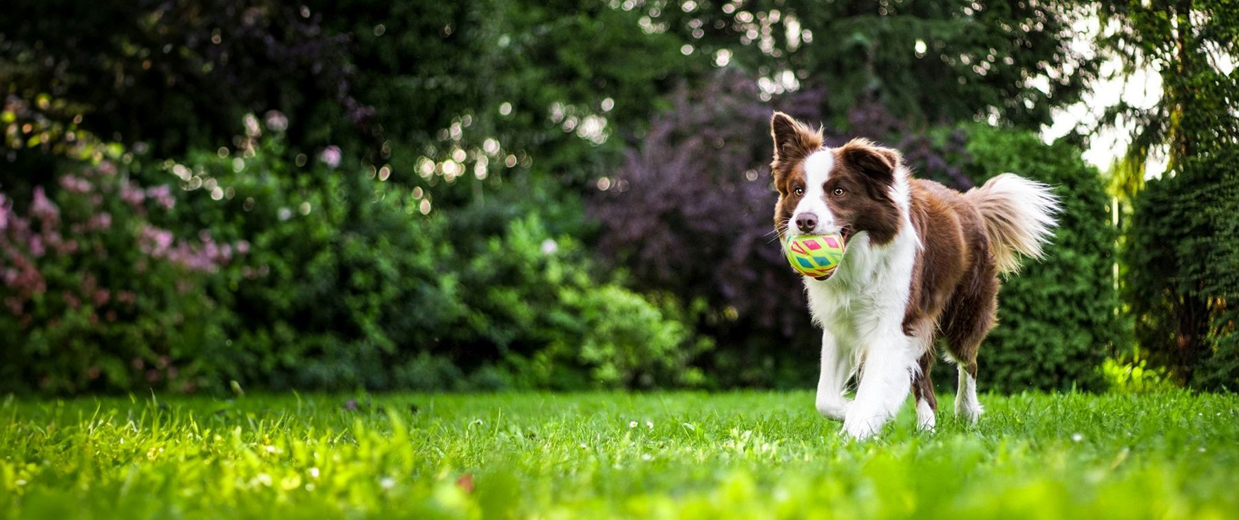 a dog running in a field holding a ball