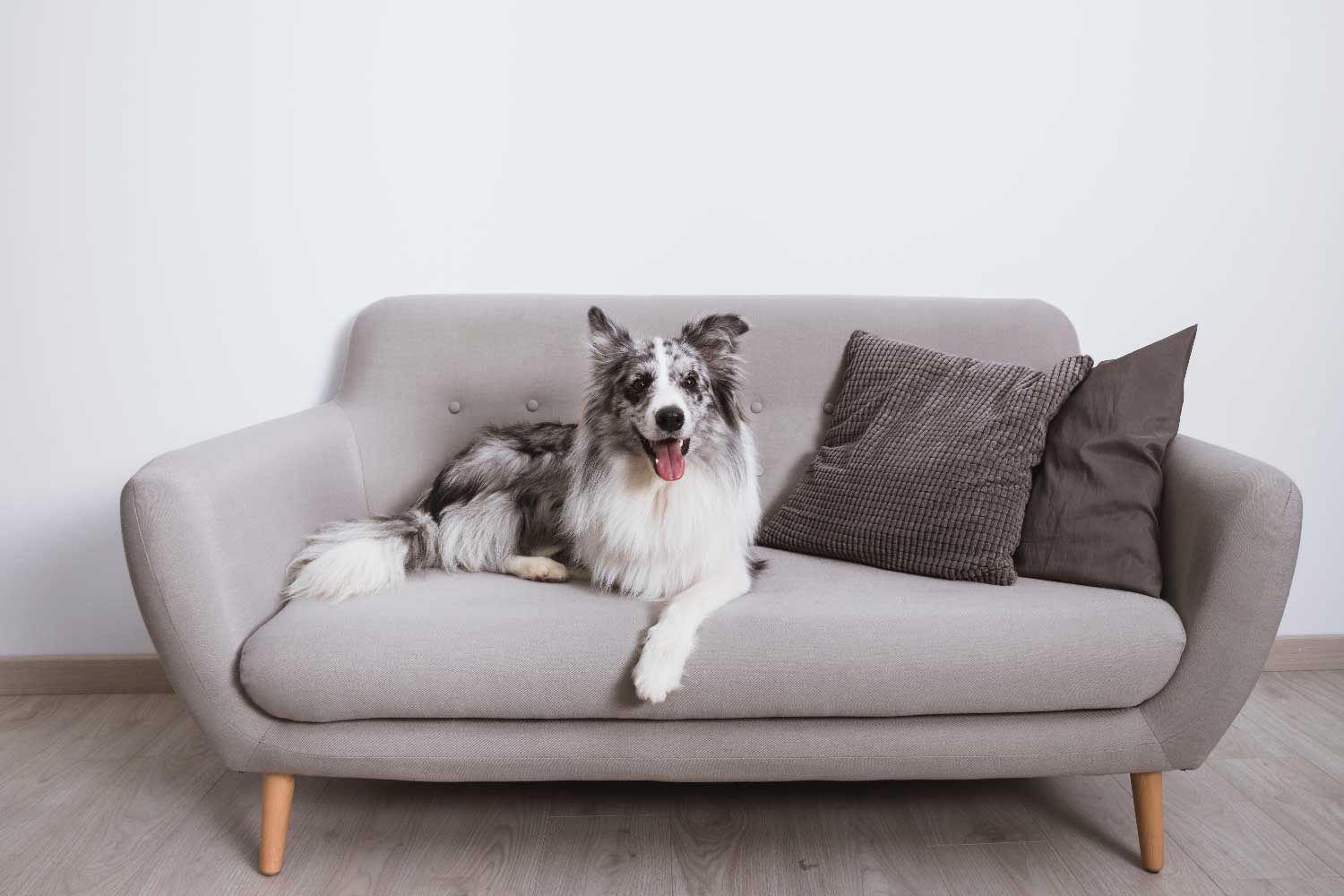 A dog laying on a loveseat with pillows