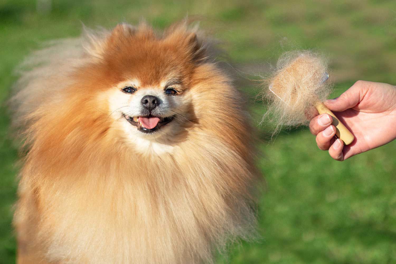 A long hair dog smiling and a brush full of its hair