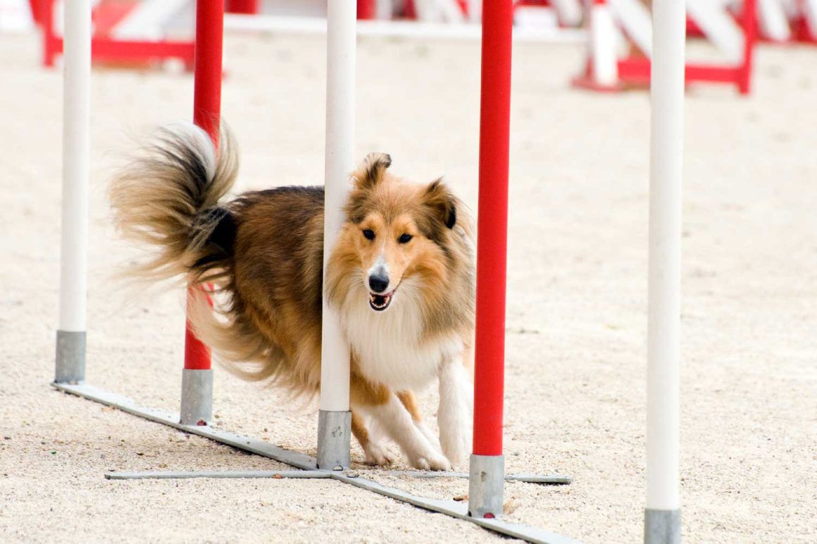 a dog weaving between posts on an obstacle course